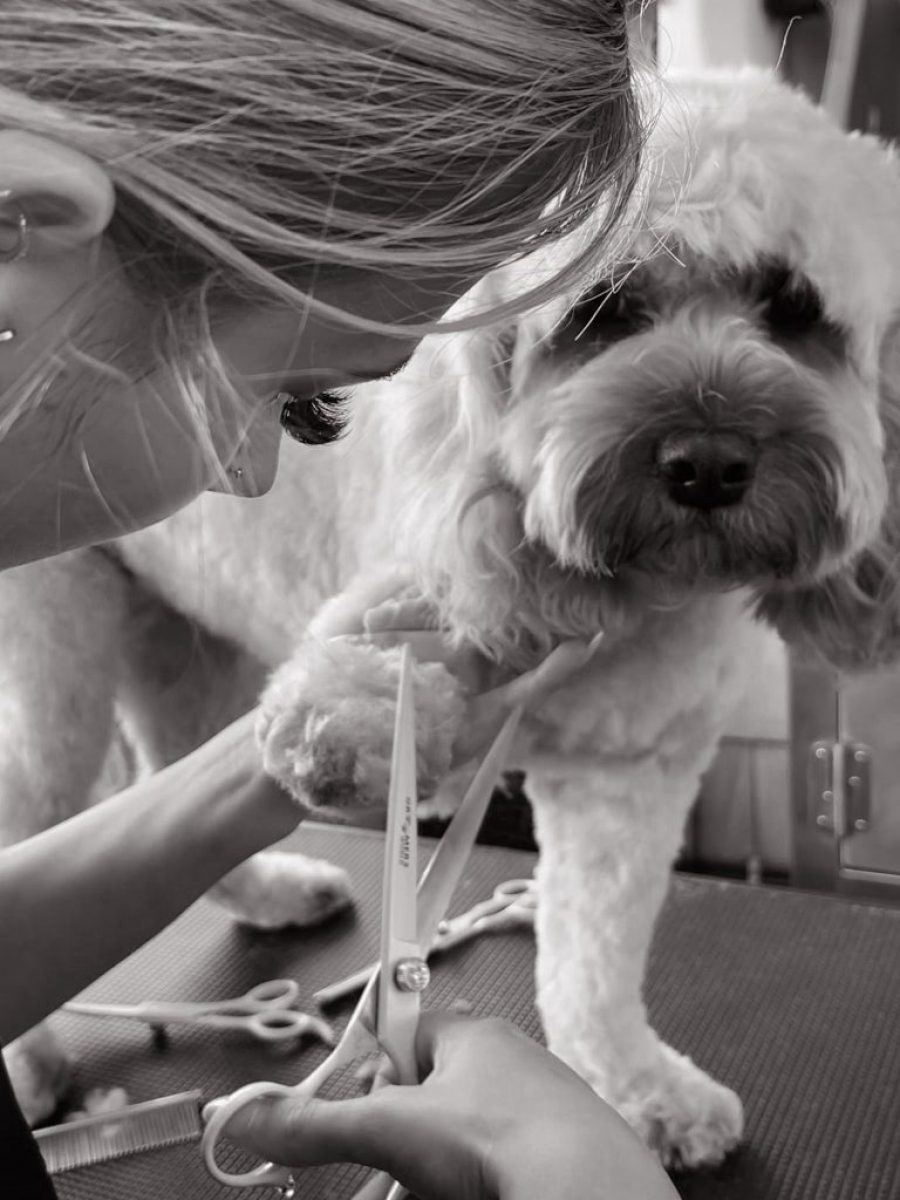 Cambridge House Dog Grooming_Grooming Details_2