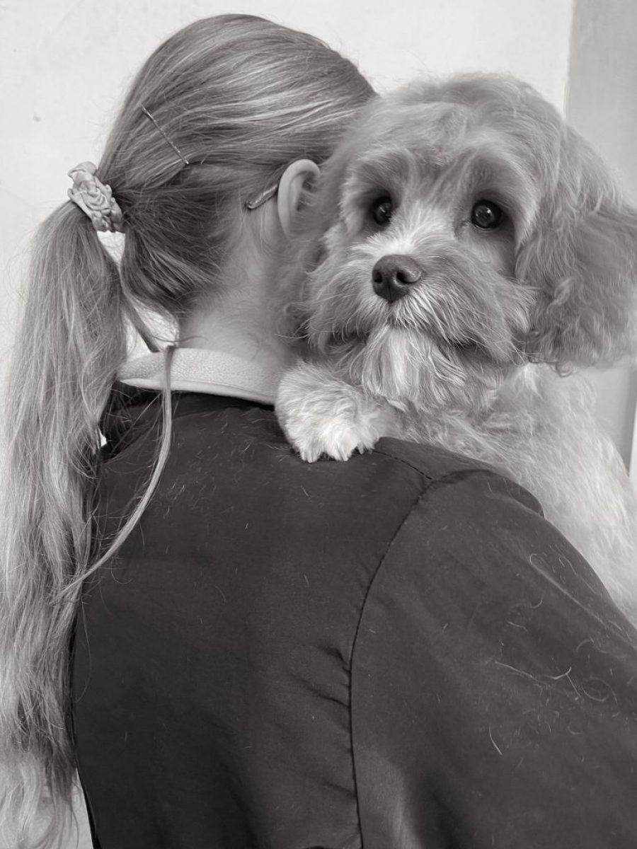 Cambridge House Dog Grooming_Grooming Details_4