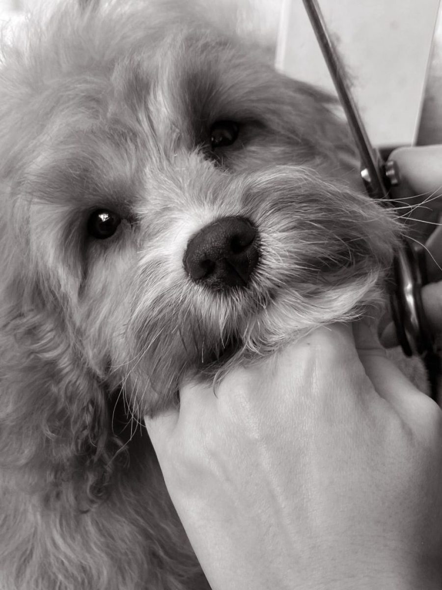 Cambridge House Academy_6