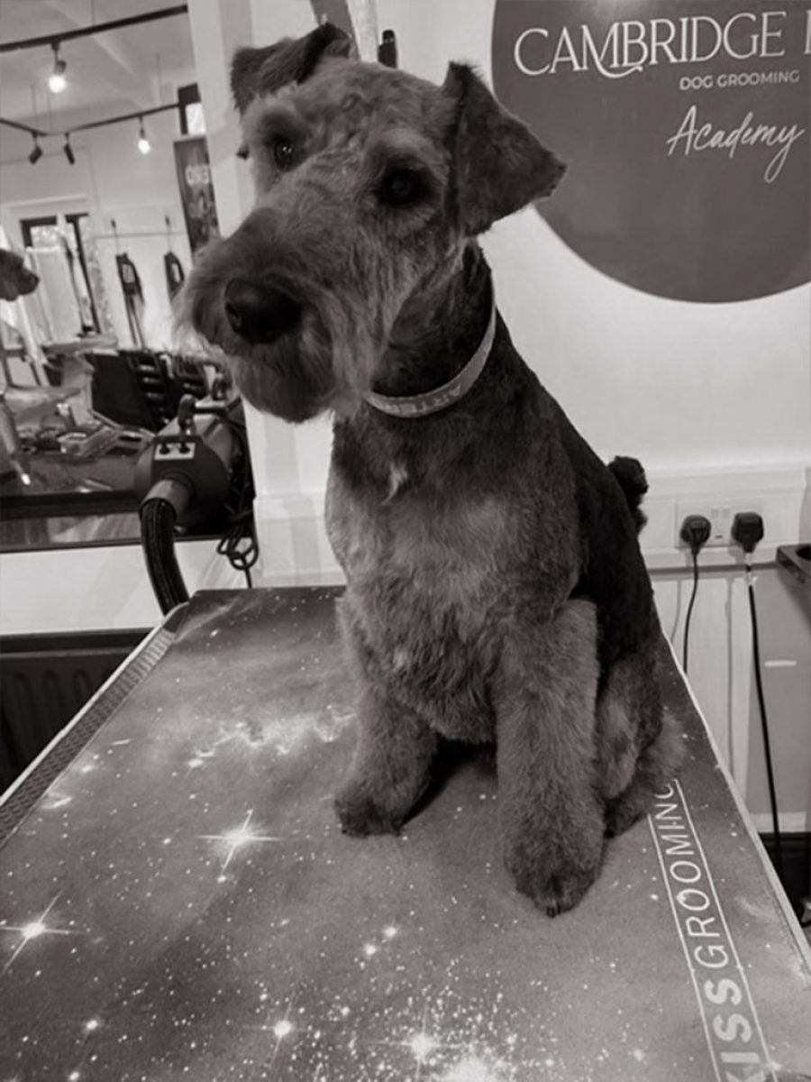 Cambridge House Dog Grooming_23