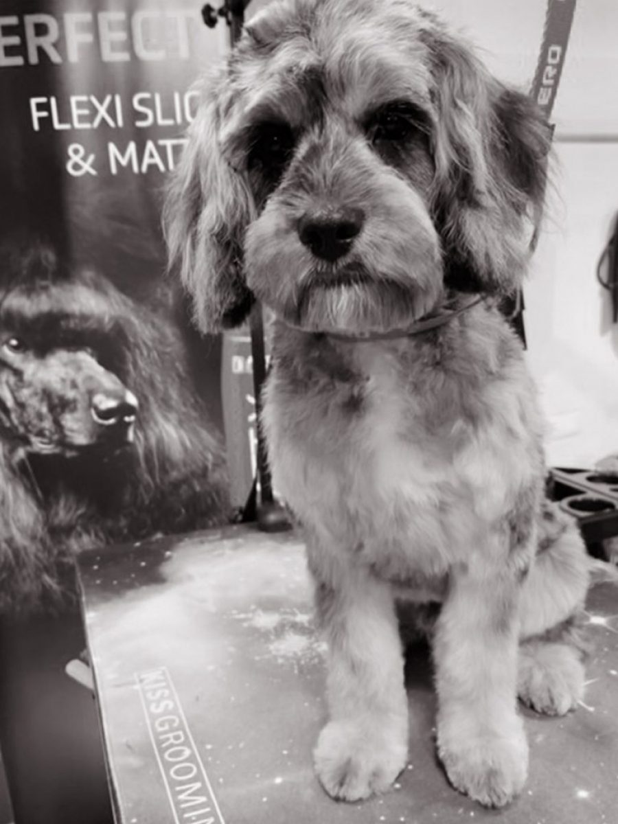 Cambridge House Dog Grooming_24