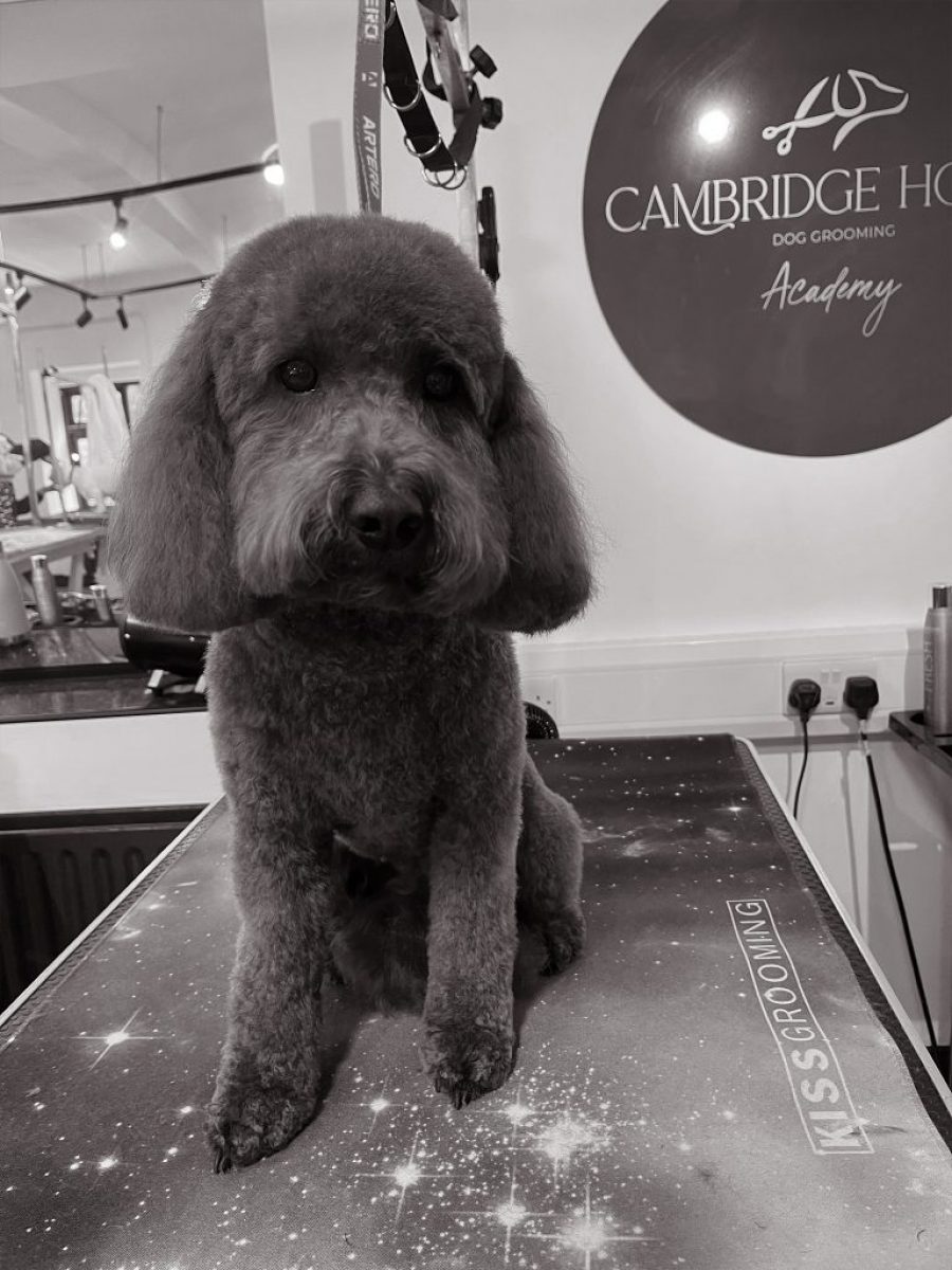 Cambridge House Dog Grooming_25