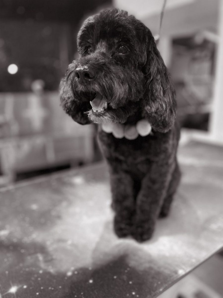 Cambridge House Dog Grooming_26