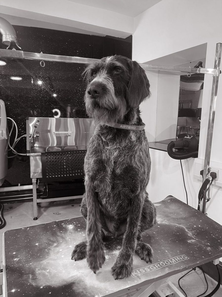 Cambridge House Dog Grooming_27