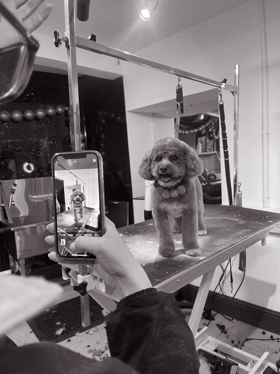 Cambridge House Dog Grooming_28