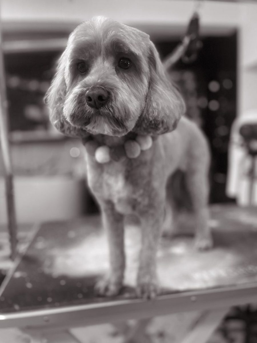 Cambridge House Dog Grooming_29