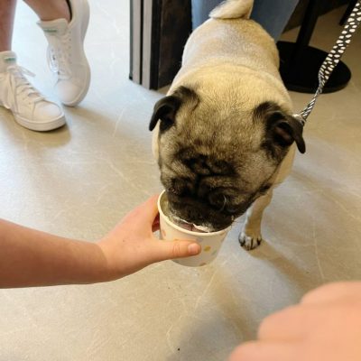 Cambridge House Dog Grooming_37 Cambridge House Dog Grooming_37