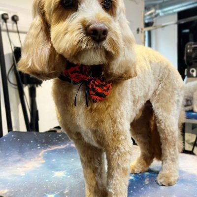Cambridge-House-Dog-Grooming 40 Cambridge-House-Dog-Grooming 40