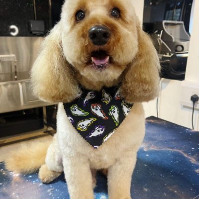 Cambridge-House-Dog-Grooming 42 Cambridge-House-Dog-Grooming 42