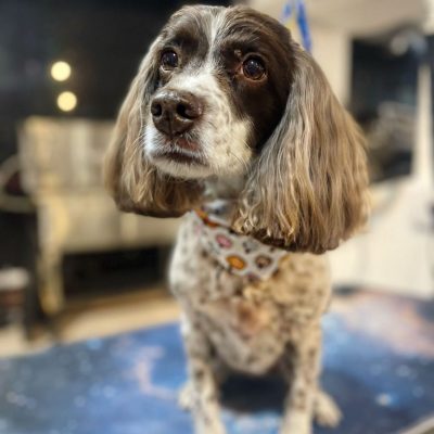 Cambridge-House-Dog-Grooming 43 Cambridge-House-Dog-Grooming 43