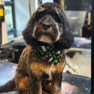 Cambridge-House-Dog-Grooming 45 Cambridge-House-Dog-Grooming 45