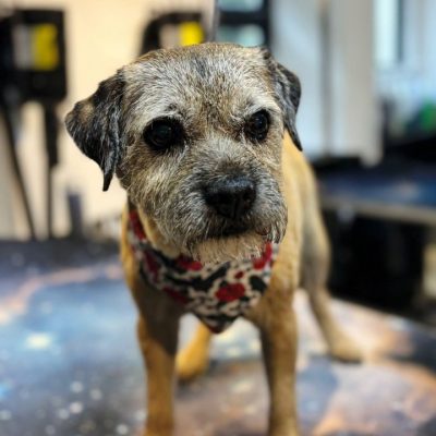 Cambridge-House-Dog-Grooming 46 Cambridge-House-Dog-Grooming 46