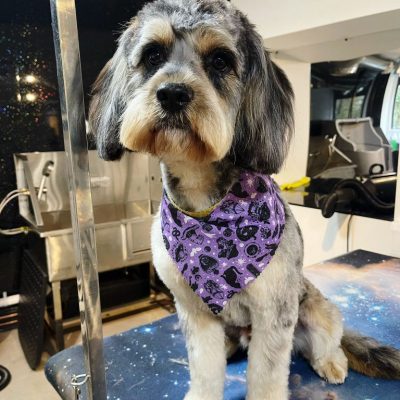 Cambridge-House-Dog-Grooming 47 Cambridge-House-Dog-Grooming 47