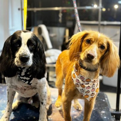 Cambridge-House-Dog-Grooming 48 Cambridge-House-Dog-Grooming 48