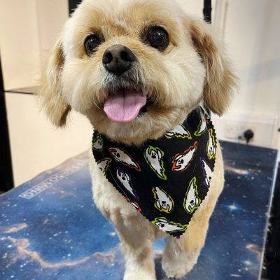 Cambridge-House-Dog-Grooming 49 Cambridge-House-Dog-Grooming 49