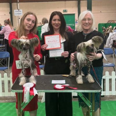 Cambridge-House-Dog-Grooming-52 Cambridge-House-Dog-Grooming-52